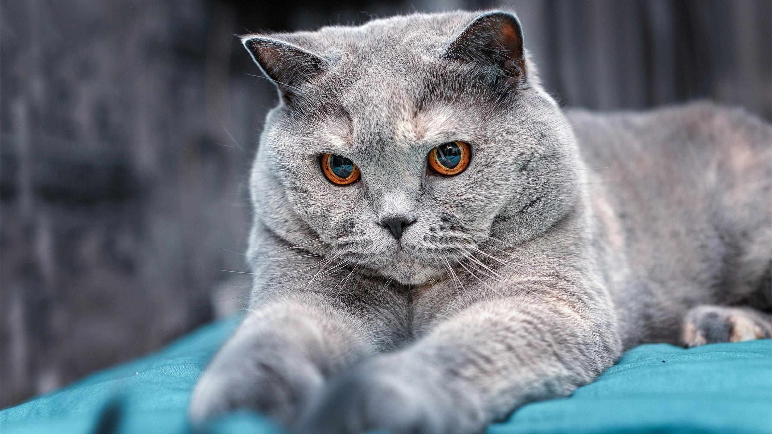 开云在线直播-中游争霸：谁能登顶中游格局？，中游争霸_谁能登顶中游格局